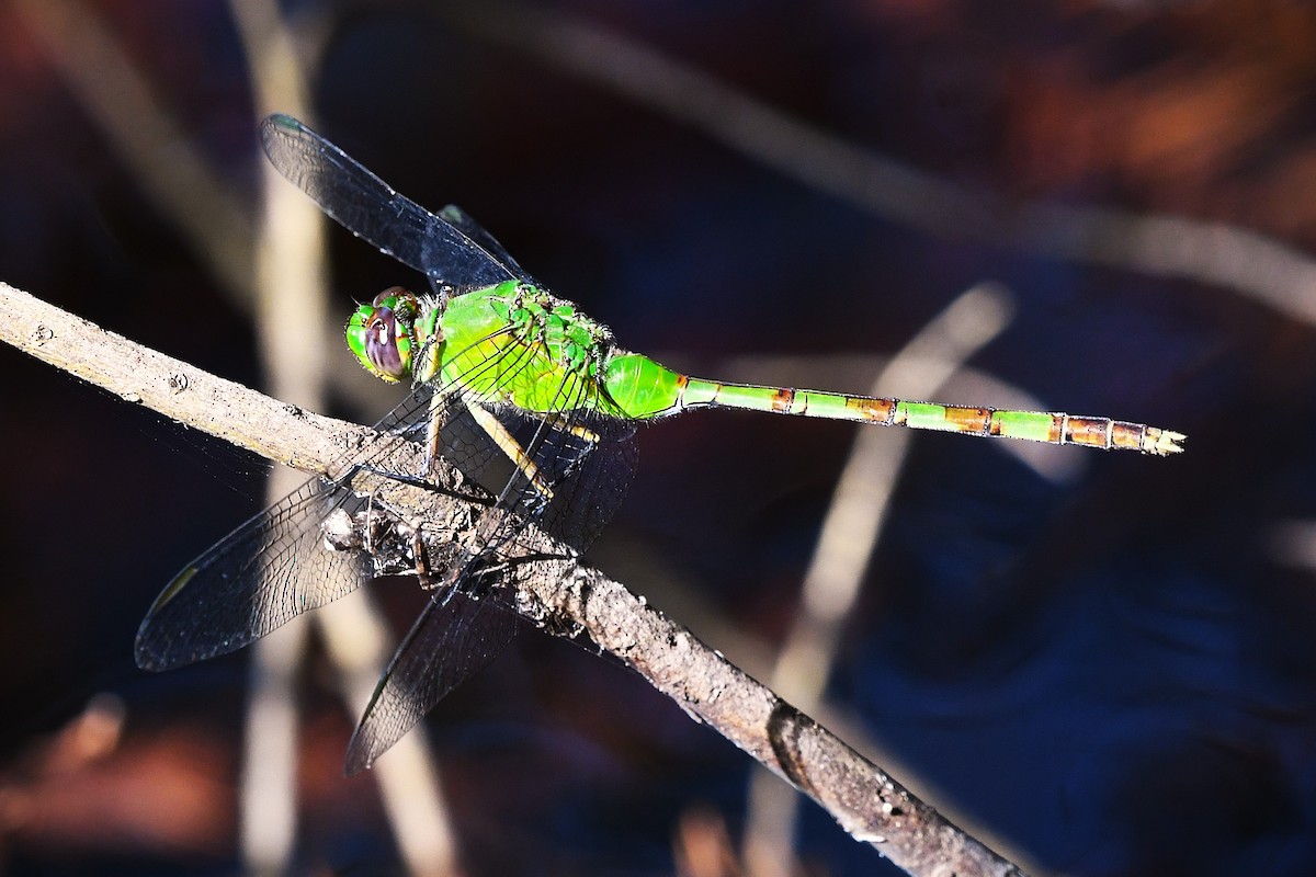 Great Pondhawk - ML646549356