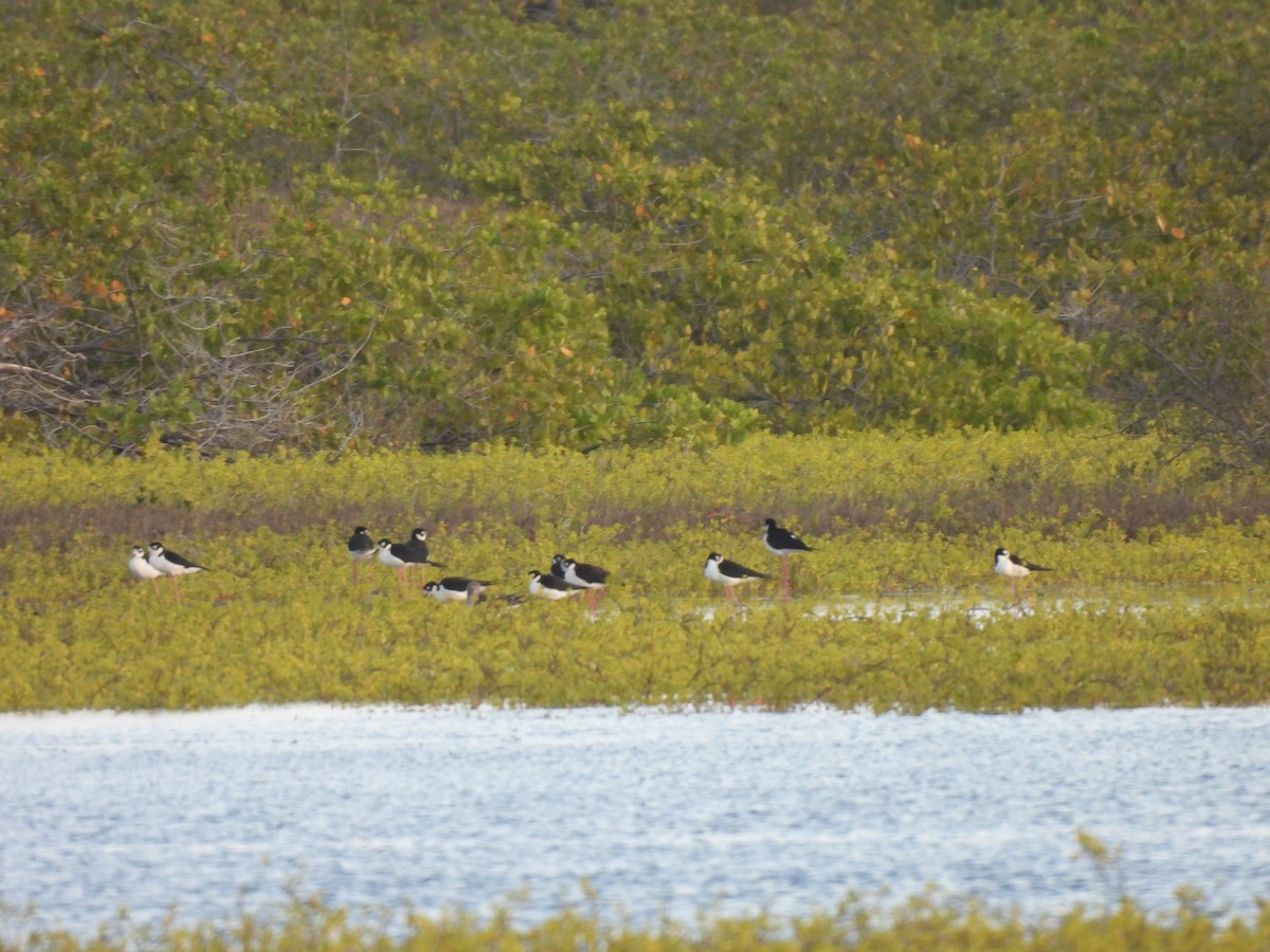 Black-necked Stilt (Black-necked) - ML646549357