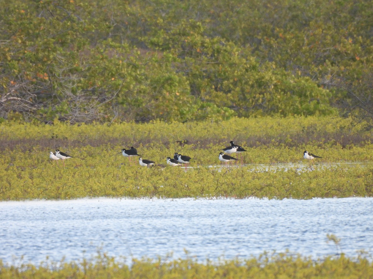 Black-necked Stilt (Black-necked) - ML646549358