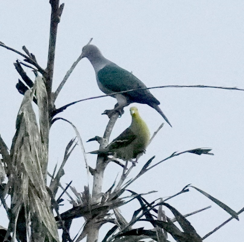 Бронзовый плодовый голубь - ML646549359