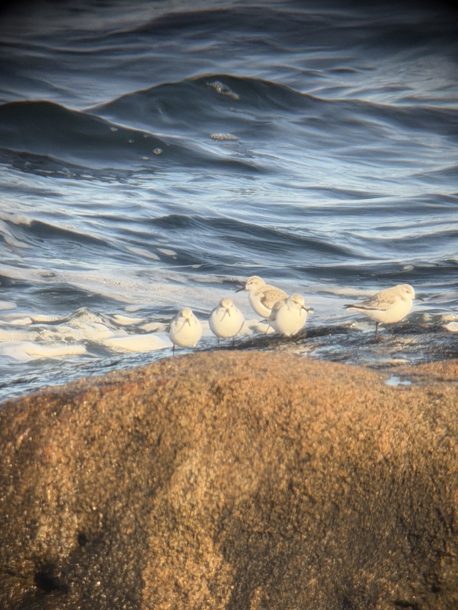 Песчанка - ML646549365