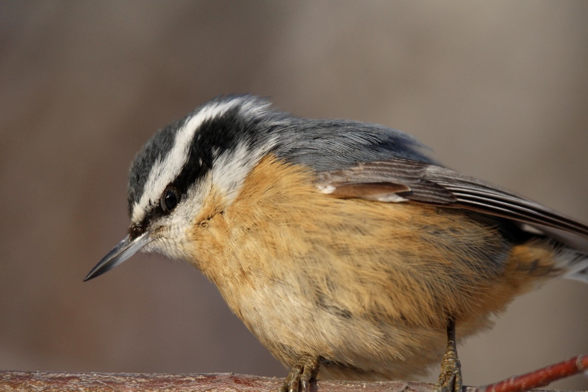 Red-breasted Nuthatch - ML646549369