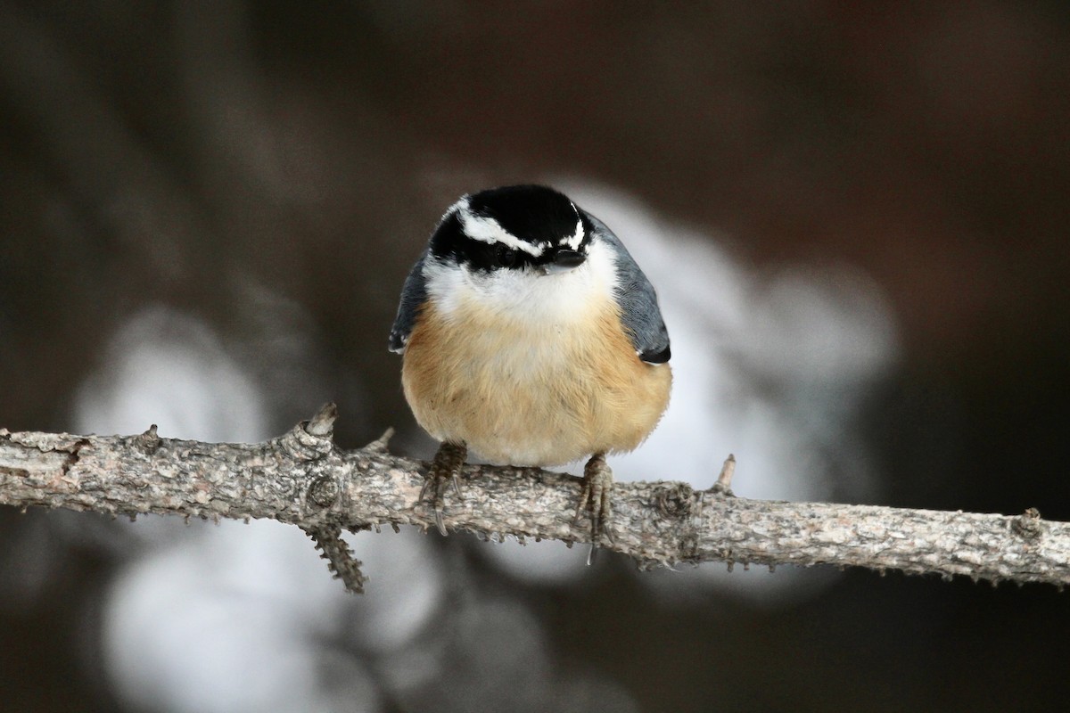 Red-breasted Nuthatch - ML646549370
