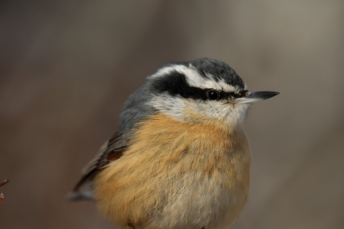 Red-breasted Nuthatch - ML646549371