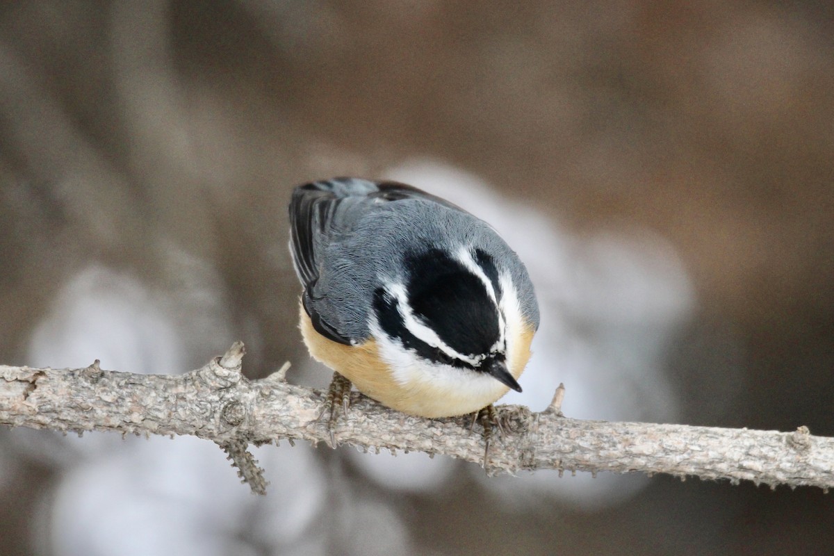 Red-breasted Nuthatch - ML646549373