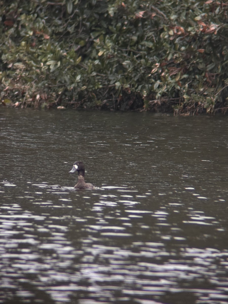 Greater Scaup - ML646549377