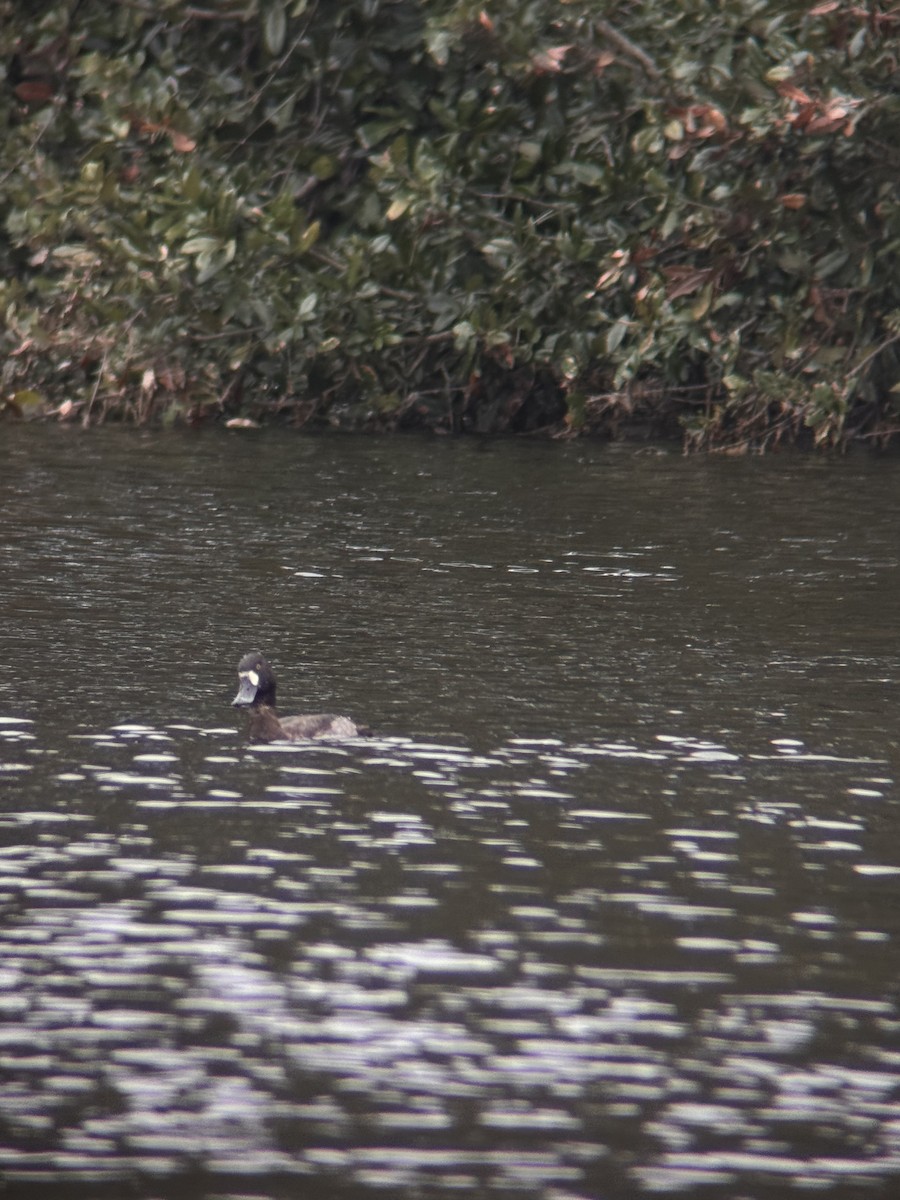 Greater Scaup - ML646549379