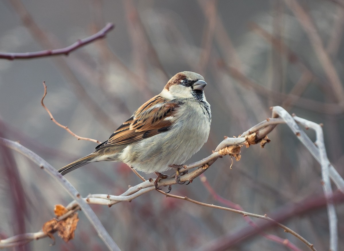 Etxe-txolarrea - ML646549380