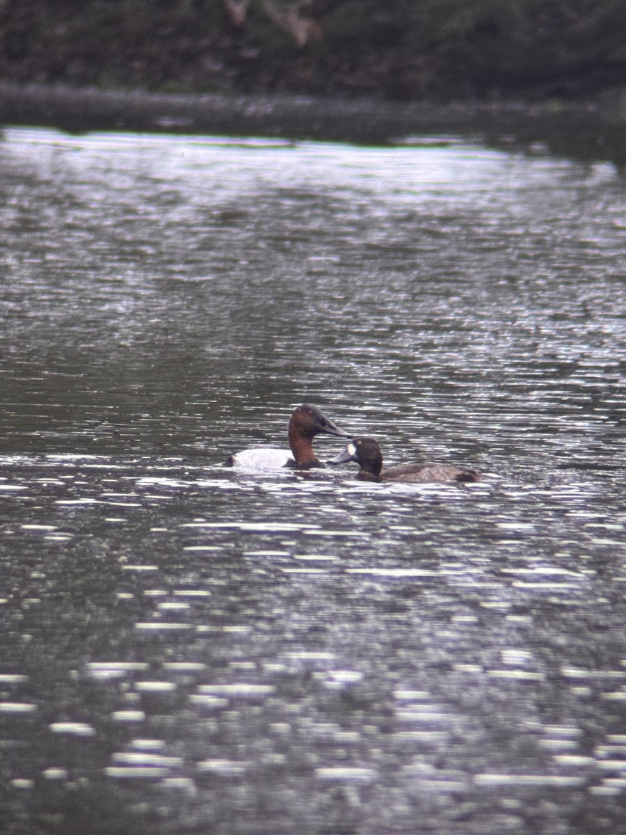 Greater Scaup - ML646549382