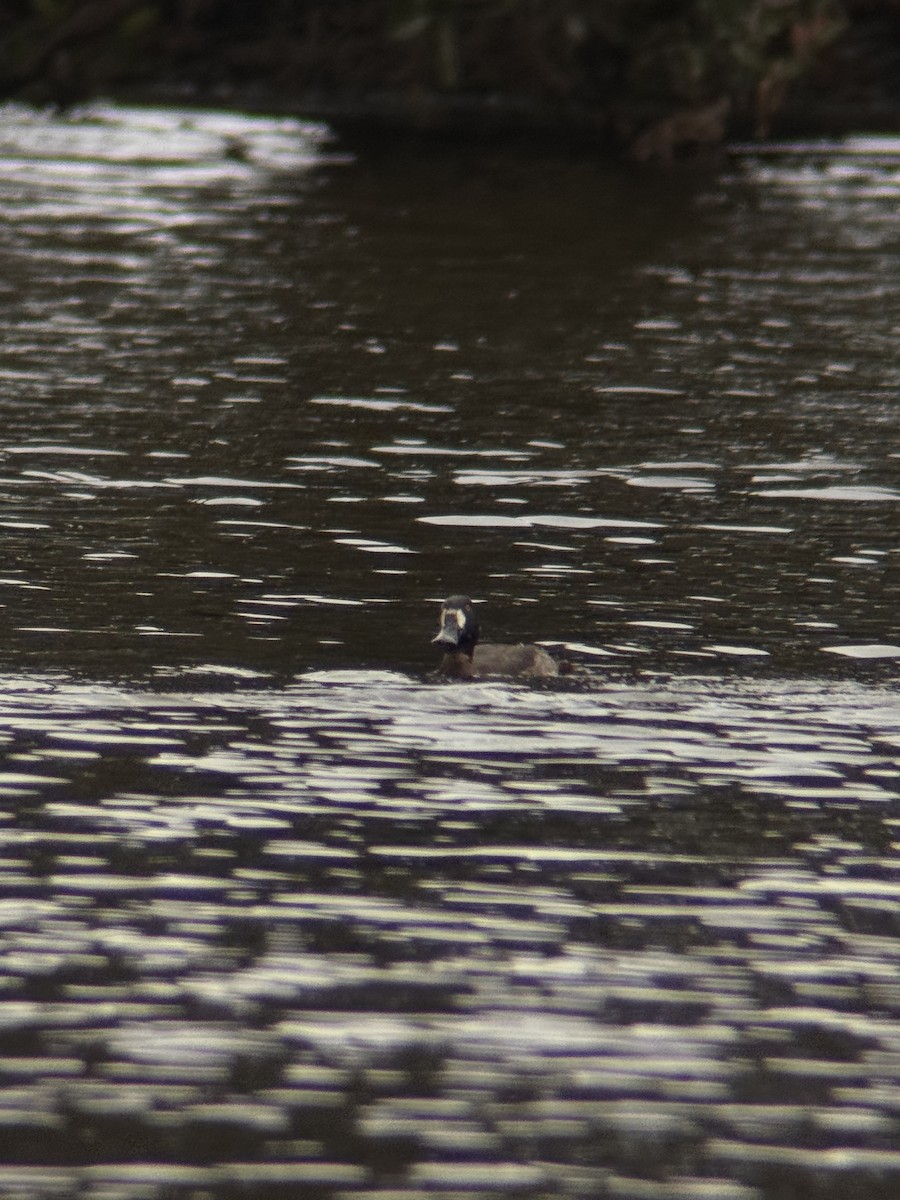 Greater Scaup - ML646549383