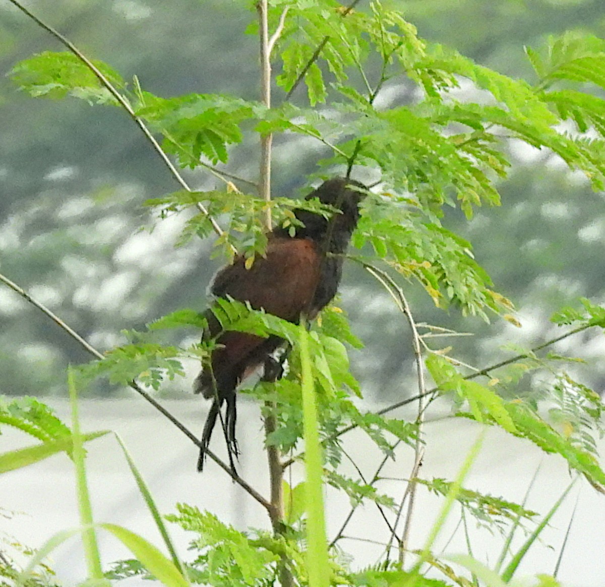 Lesser Coucal - ML646549384