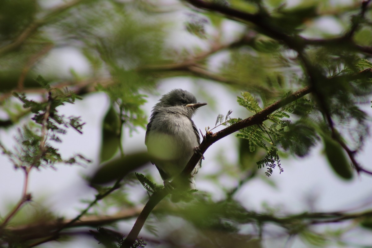 Masked Gnatcatcher - ML646549385