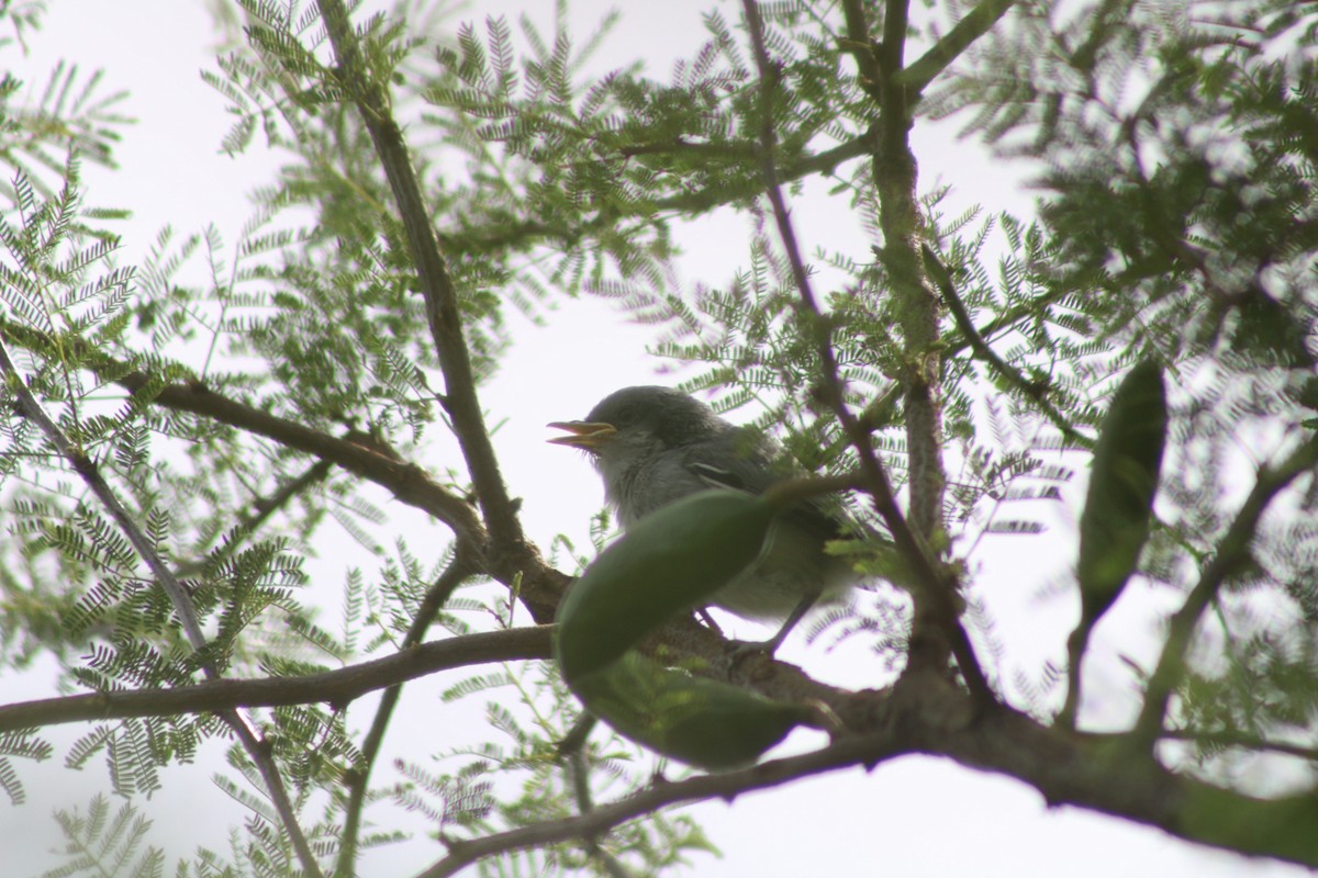 Masked Gnatcatcher - ML646549386