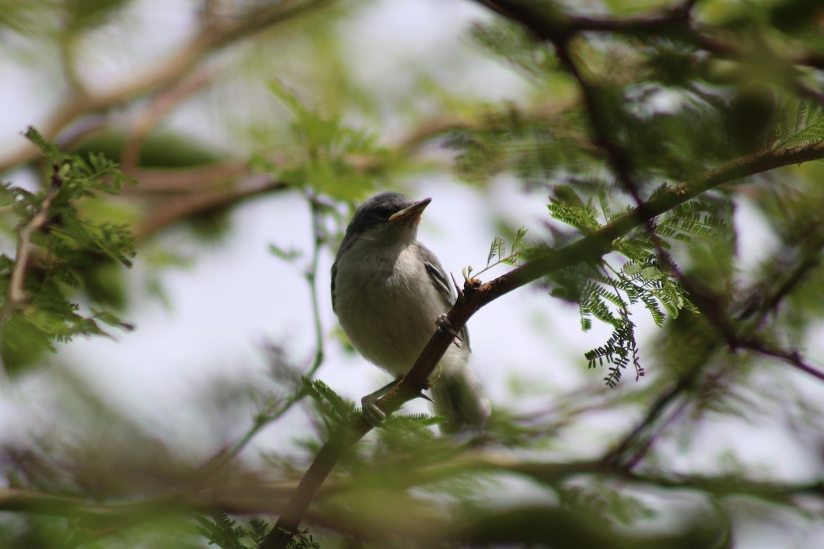 Masked Gnatcatcher - ML646549387