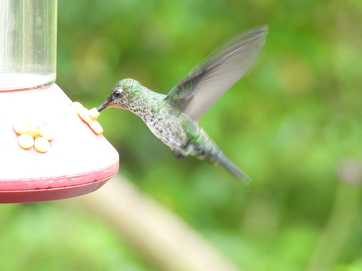 Colibri grivelé - ML646549388