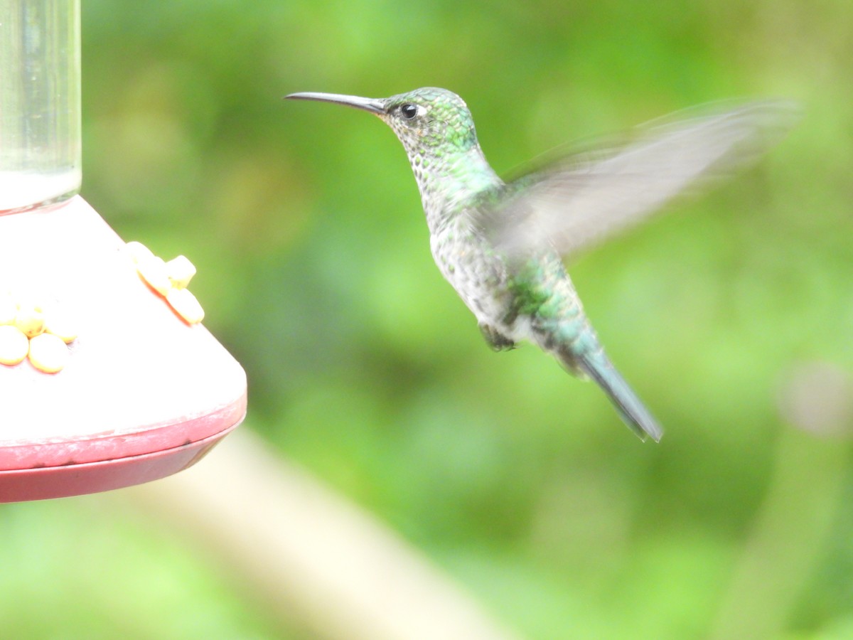 Colibri grivelé - ML646549389