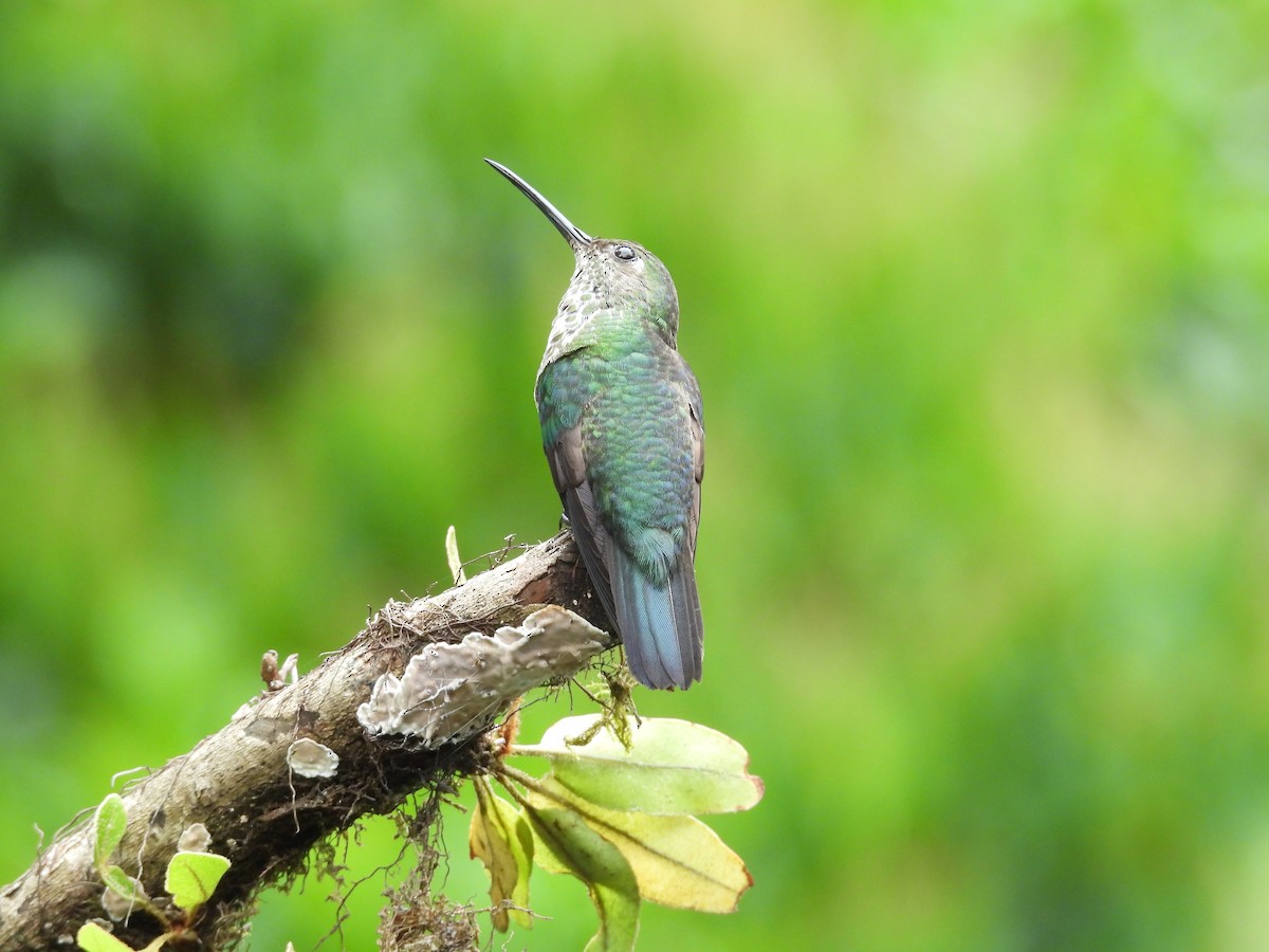 Colibri grivelé - ML646549390