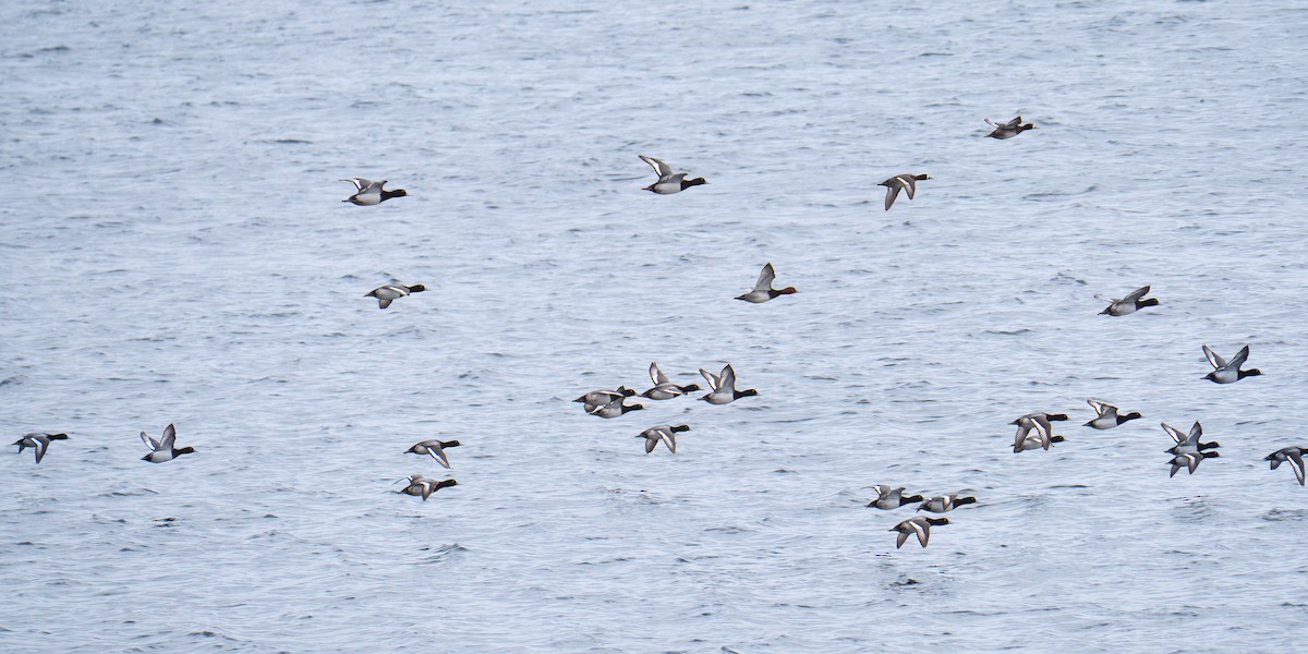 bergand - ML646549391