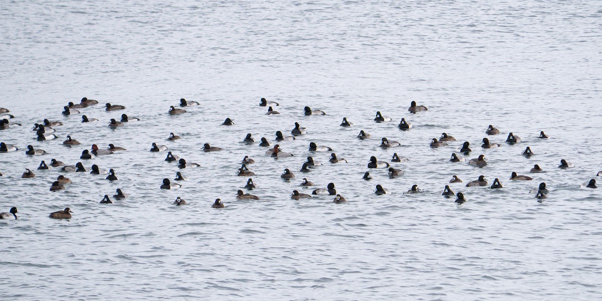 bergand - ML646549392