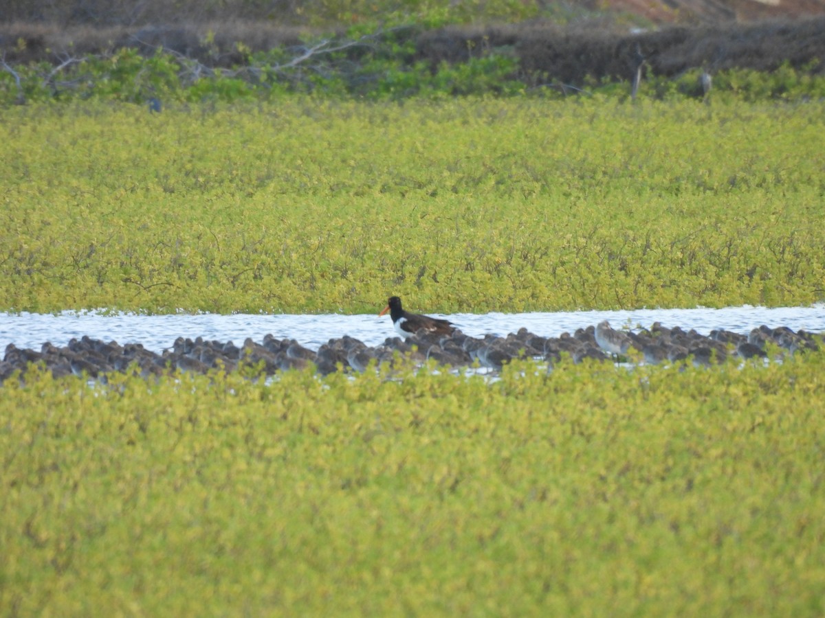 American Oystercatcher - ML646549395