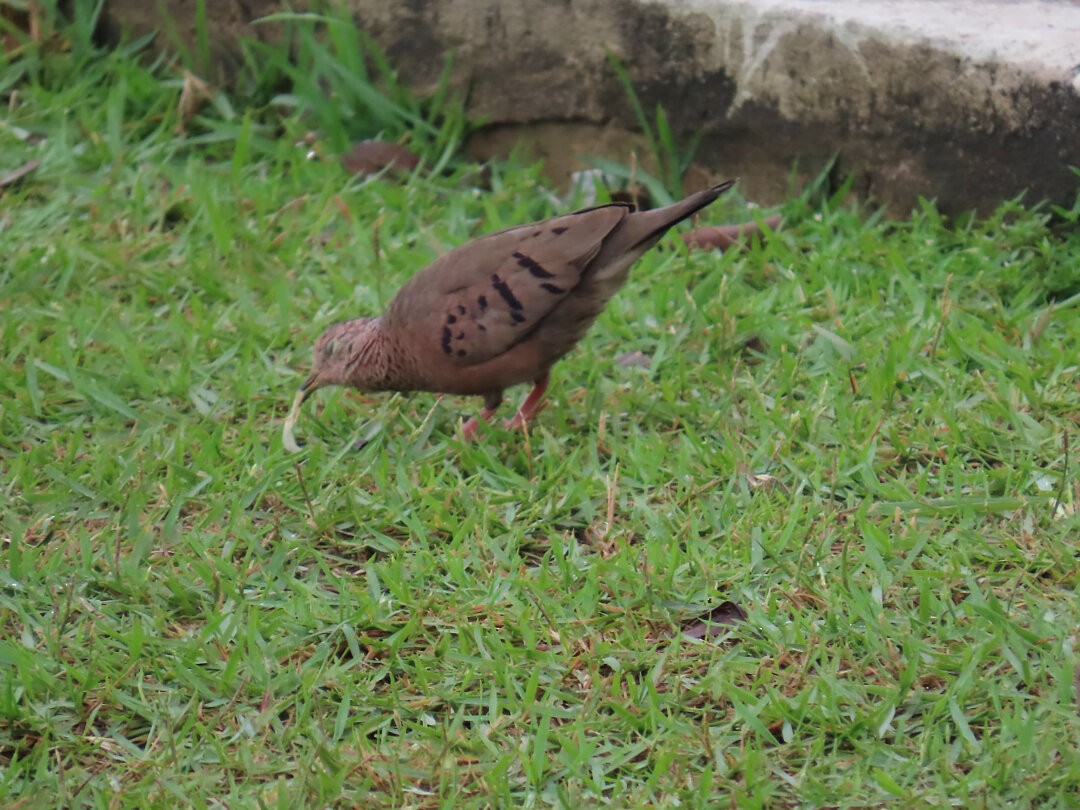 スズメバト - ML646549396