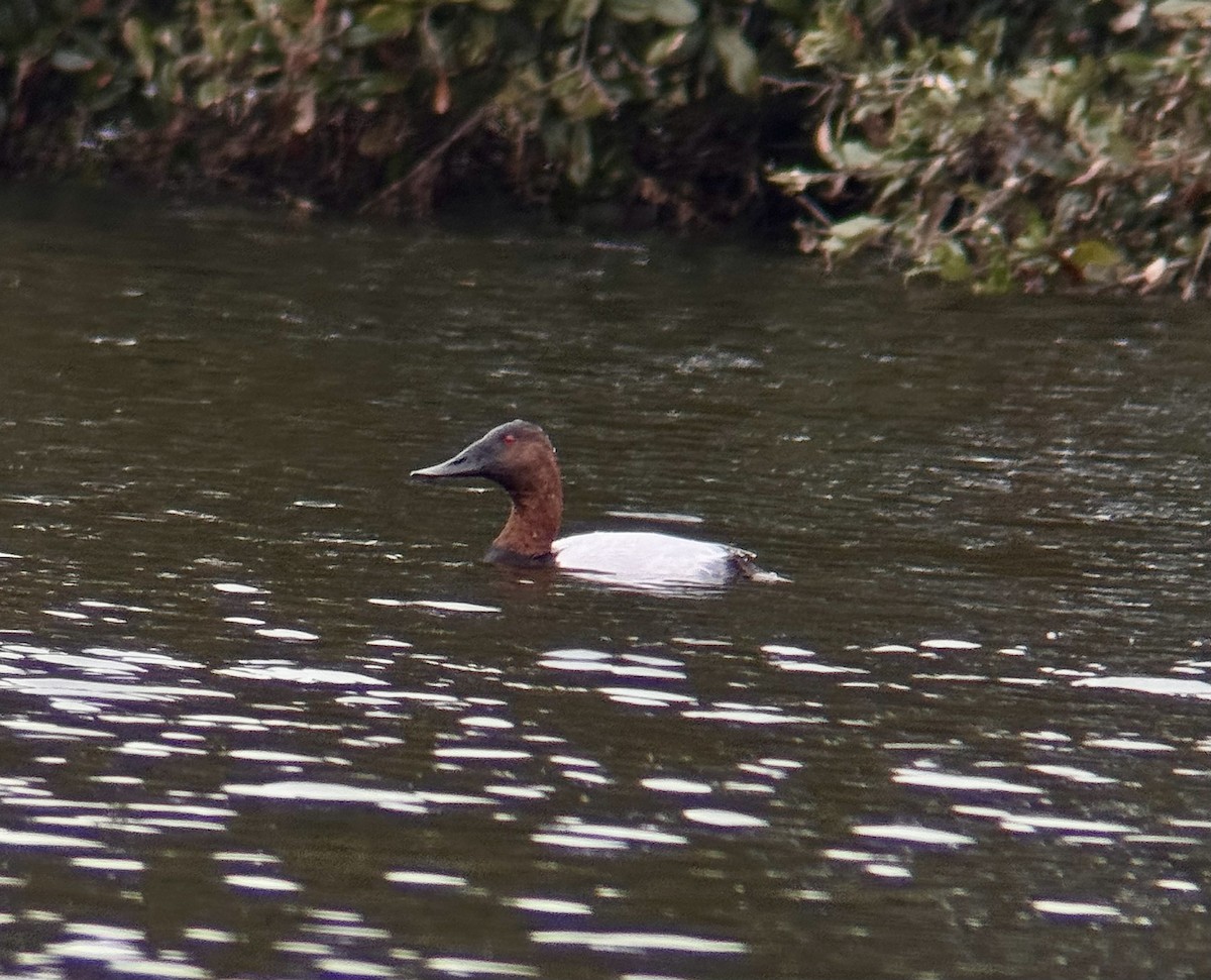 Canvasback - ML646549405