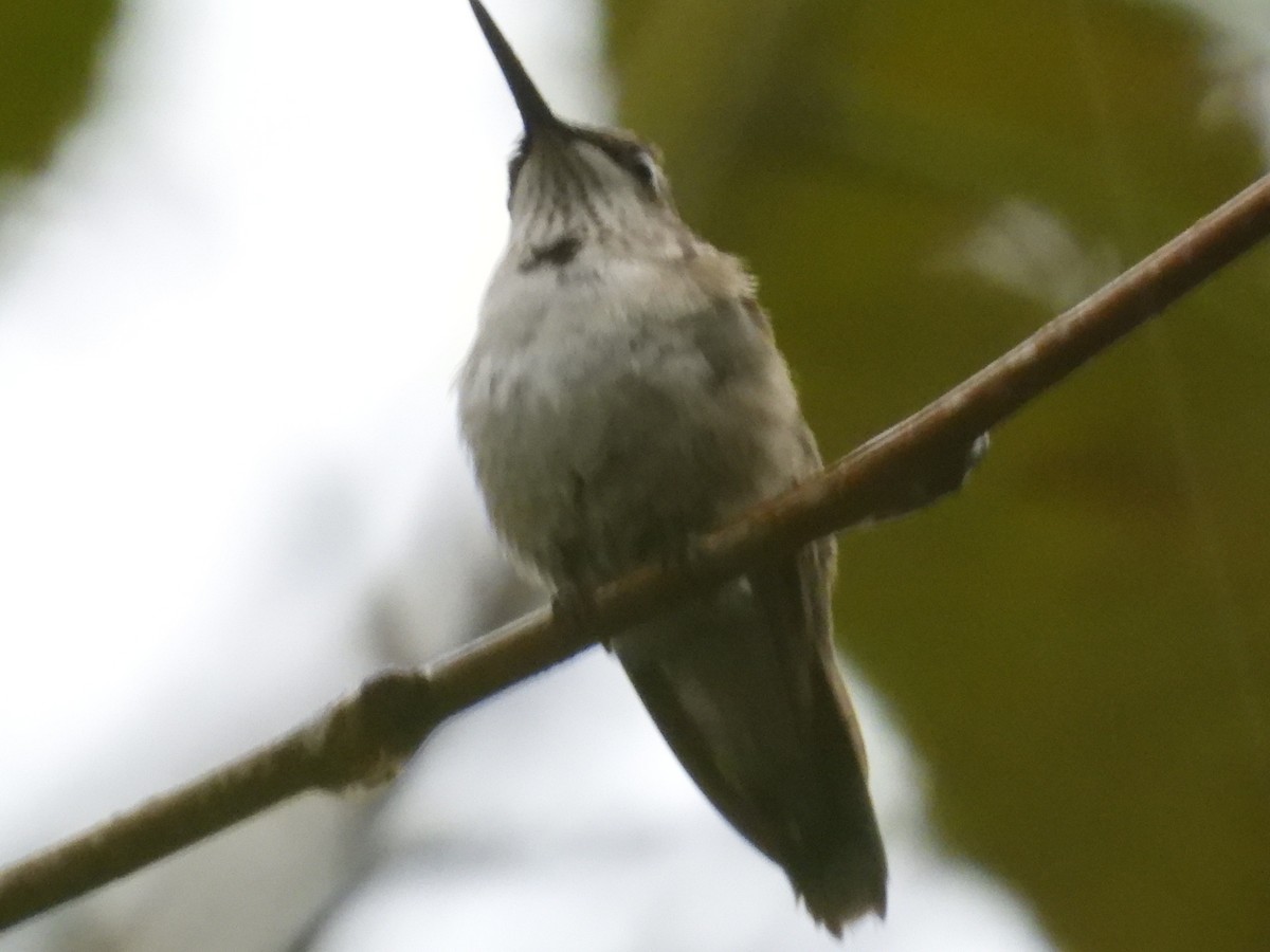 Colibri à gorge rubis - ML646549424