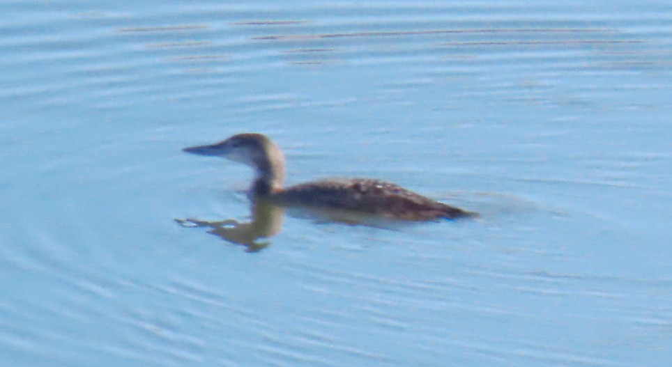 Common Loon - ML646549425