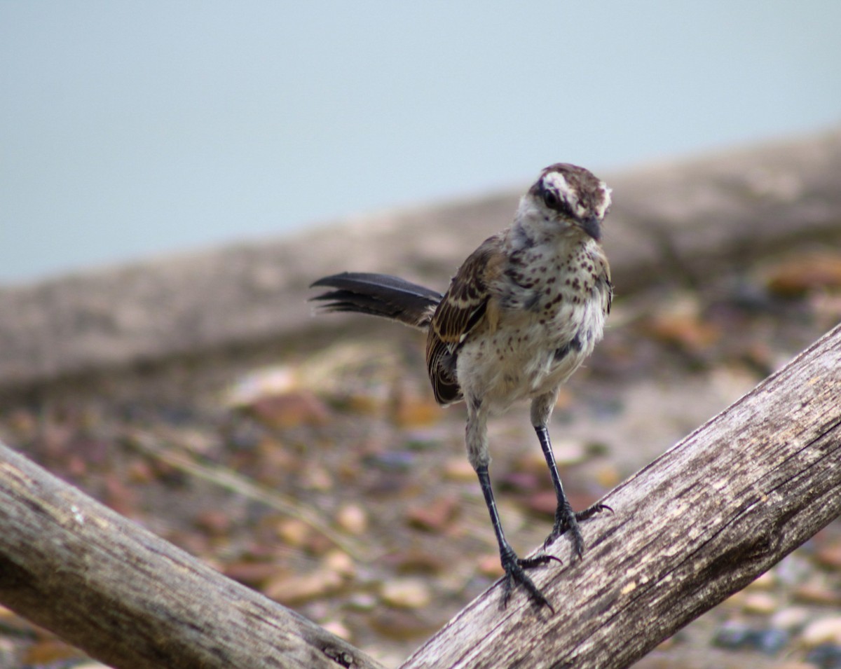 Chalk-browed Mockingbird - ML646549426