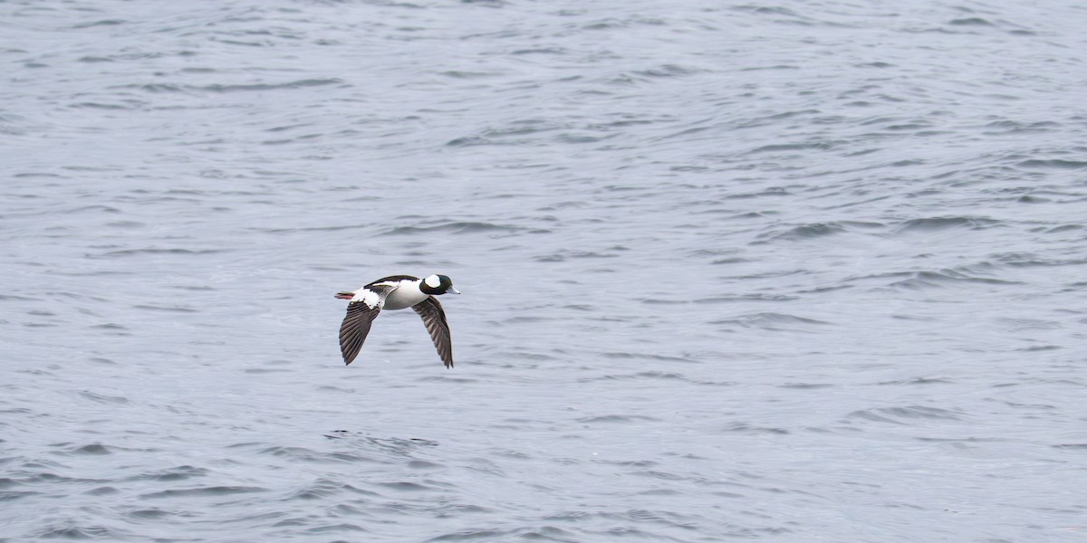 Bufflehead - ML646549433