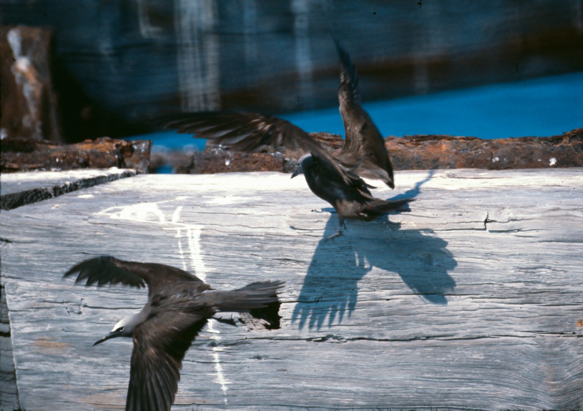 Бурая кланяющаяся крачка - ML646549434