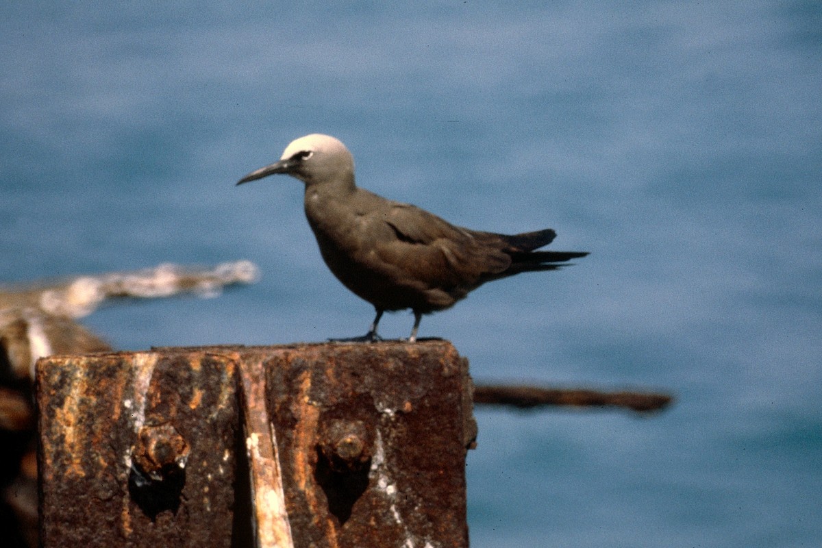 Бурая кланяющаяся крачка - ML646549435