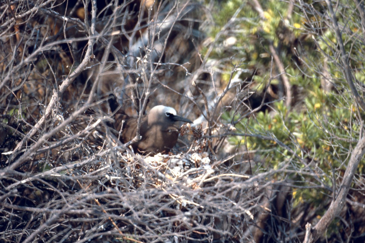 Бурая кланяющаяся крачка - ML646549436