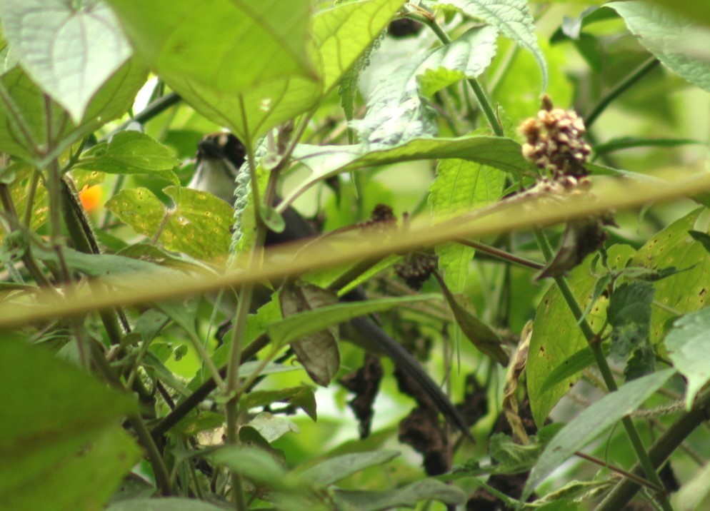 White-winged Brushfinch - ML646549439