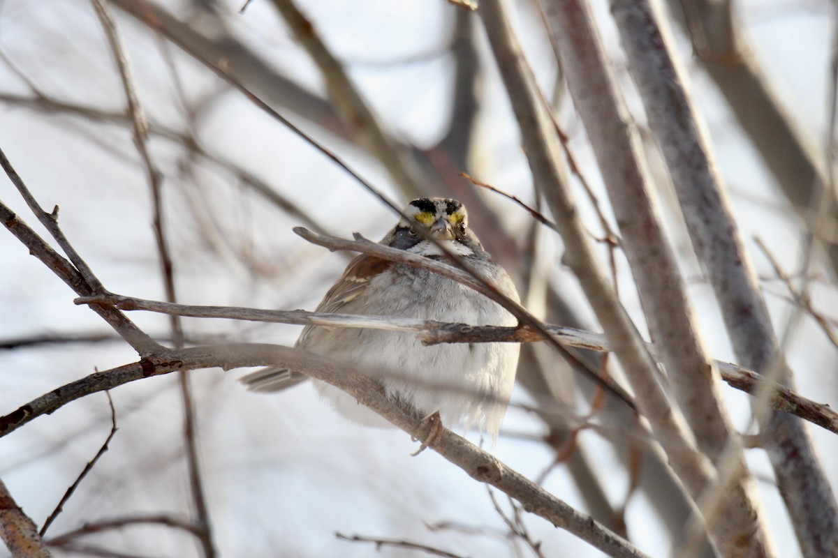 White-throated Sparrow - ML646549440