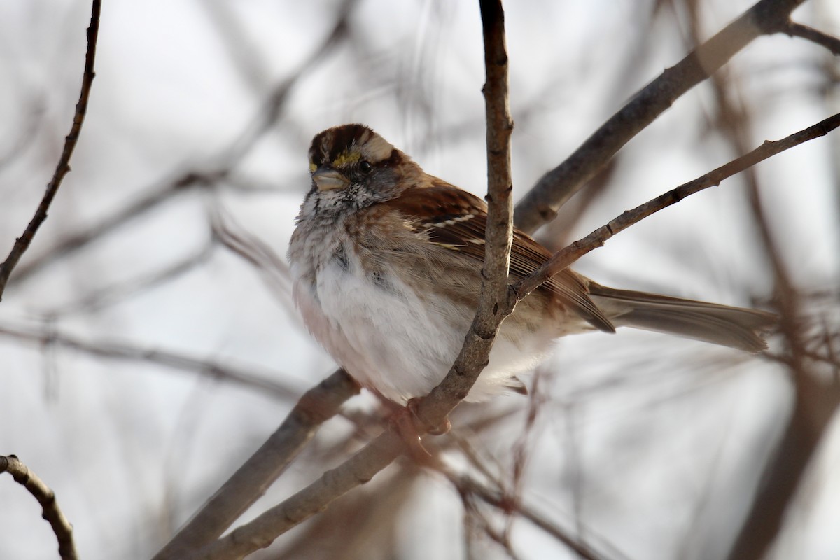 White-throated Sparrow - ML646549441