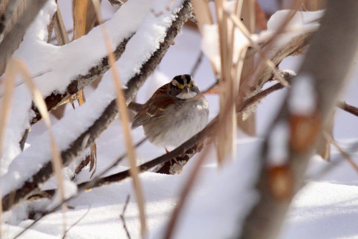 White-throated Sparrow - ML646549442