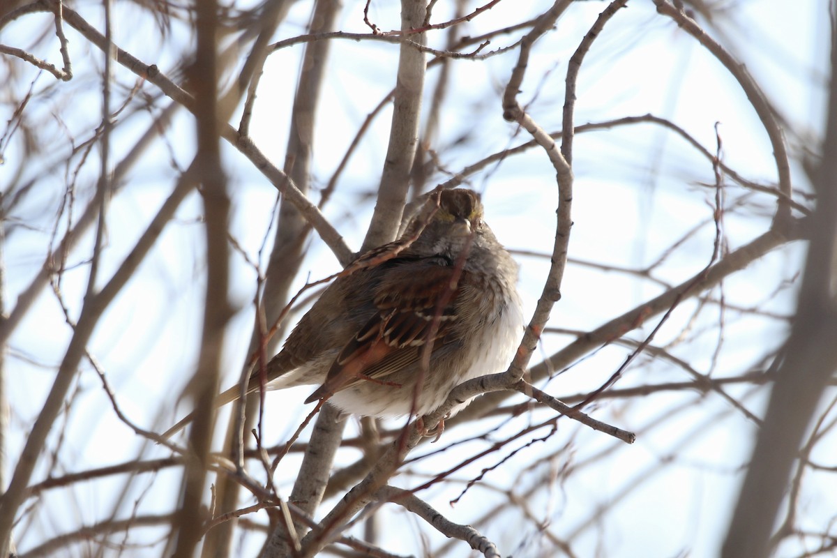 White-throated Sparrow - ML646549443