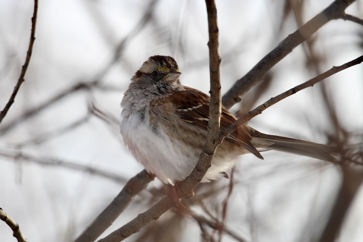 White-throated Sparrow - ML646549444
