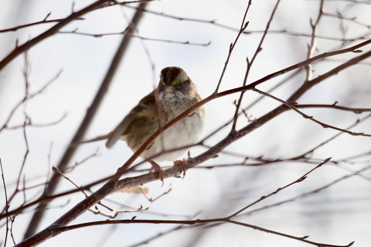 White-throated Sparrow - ML646549445