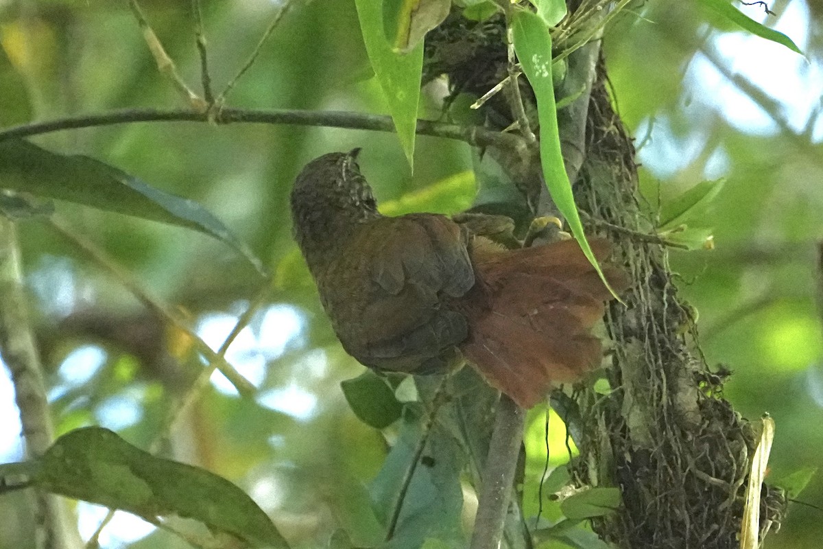 Orinoco Softtail - ML646549449