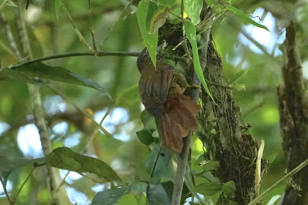 Orinoco Softtail - ML646549450