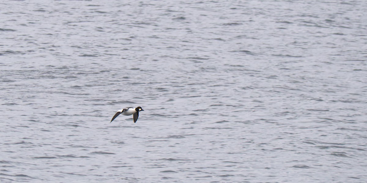 Common Goldeneye - ML646549451