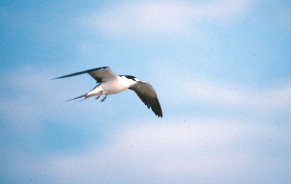 Тёмная крачка - ML646549452