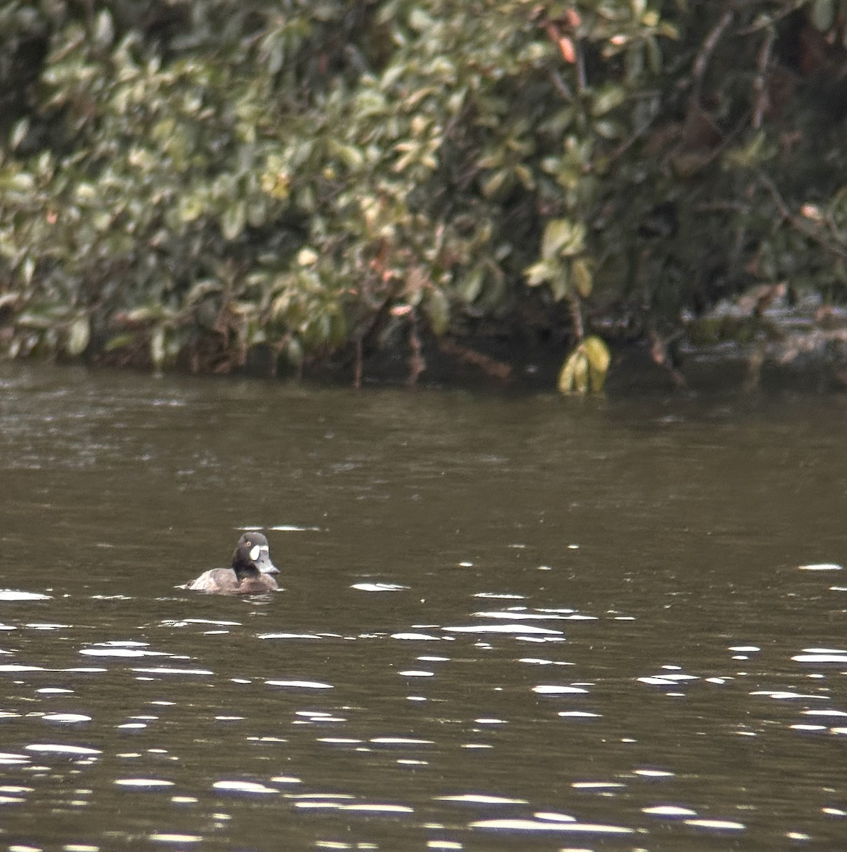 Greater Scaup - ML646549453