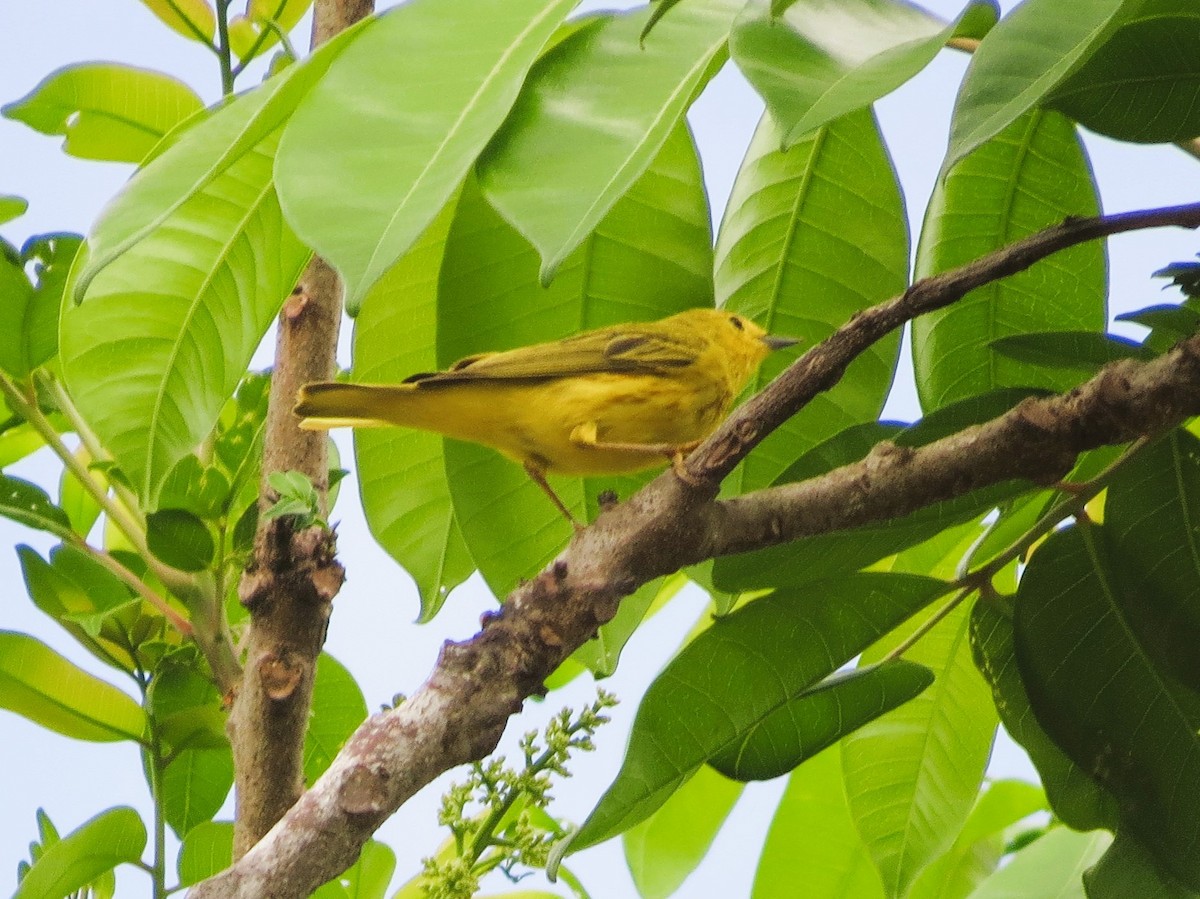 Northern/Mangrove Yellow Warbler - ML646549455