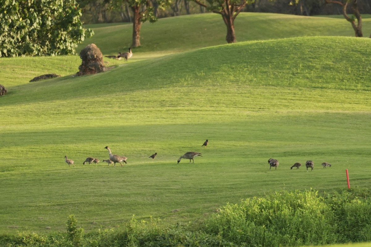 Гавайская казарка - ML646549464