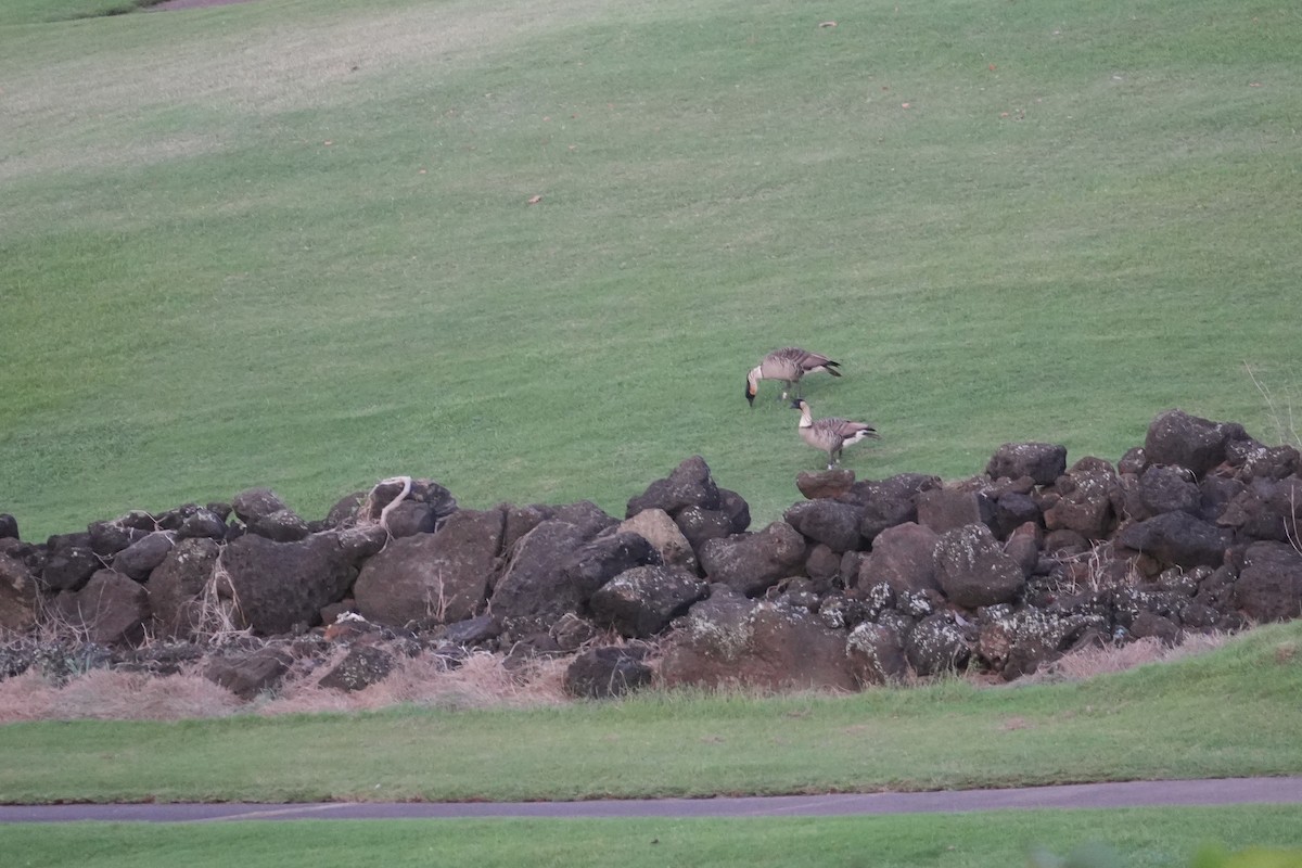 Гавайская казарка - ML646549465