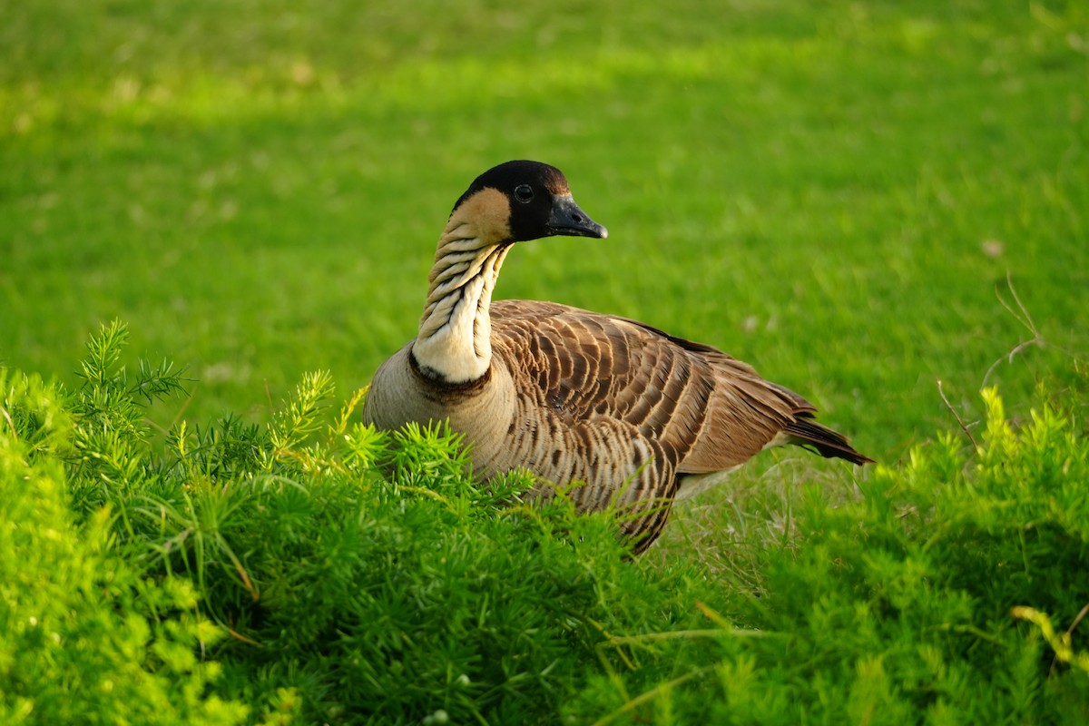 Гавайская казарка - ML646549466