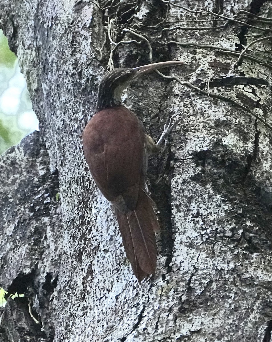 Дереволаз білогорлий - ML646549467